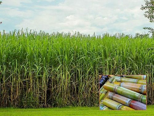 写真： サトウキビ畑と収穫したサトウキビ