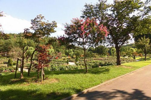 写真：川西ダリヤ園