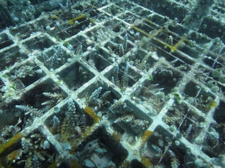 JFS/Japanese Research Institute Develops Coral Restoration Technology