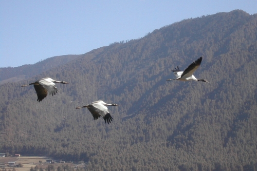 JFS/Conserving Black-Necked Cranes in Bhutan