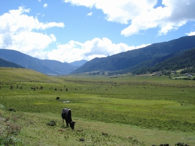 JFS/Conserving Black-Necked Cranes in Bhutan
