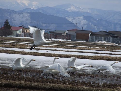 JFS/Daichi Conserve Biodiversity