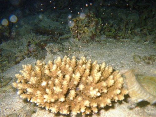 JFS/First Spawning of Transplanted Coral Confirmed in Sekisei Lagoon