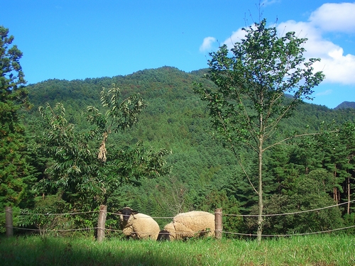 JFS/Fujisan Farm