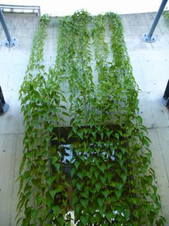 JFS/Japanese University to Grow Green Curtain with Japanese Yam