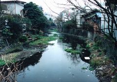 JFS/Restoration of the Rare Mishima Baikamo Plant, Exchange with Korean NGO: Flowering Initiatives by "Groundwork Mishima"