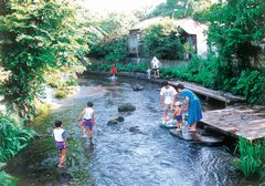 JFS/Restoration of the Rare Mishima Baikamo Plant, Exchange with Korean NGO: Flowering Initiatives by "Groundwork Mishima"