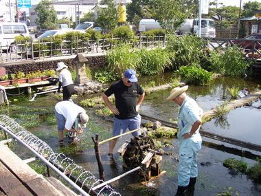 JFS/Restoration of the Rare Mishima Baikamo Plant, Exchange with Korean NGO: Flowering Initiatives by "Groundwork Mishima"