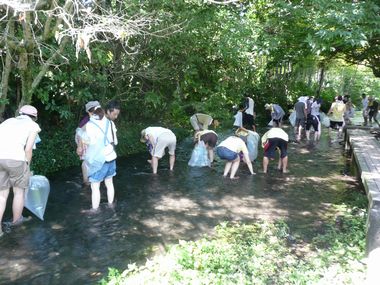 JFS/Restoration of the Rare Mishima Baikamo Plant, Exchange with Korean NGO: Flowering Initiatives by "Groundwork Mishima"