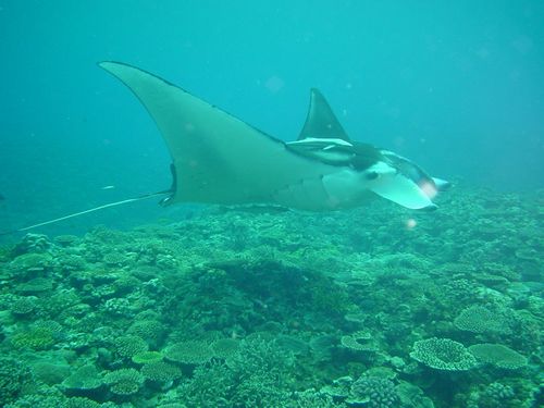 JFS/Scientists Find Japanese Waters to be Biodiversity Hotspot