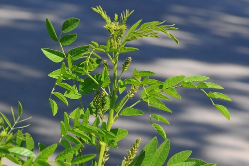 JFS/Japanese Researchers Succeed in Sprouting Licorice in Mongolian Desert with No Irrigation