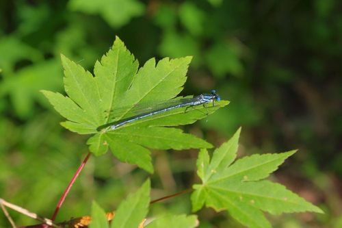 Platycnemis_echigoana.jpg