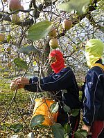 JFS/Children Pick Apples to Promote Regional Development