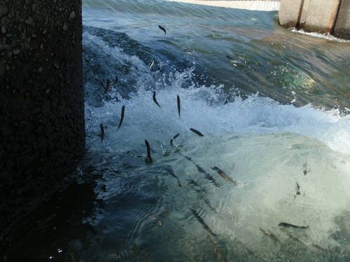JFS/Run-up of Sweetfish in Tama River Reaches Record High of 1.96 Million