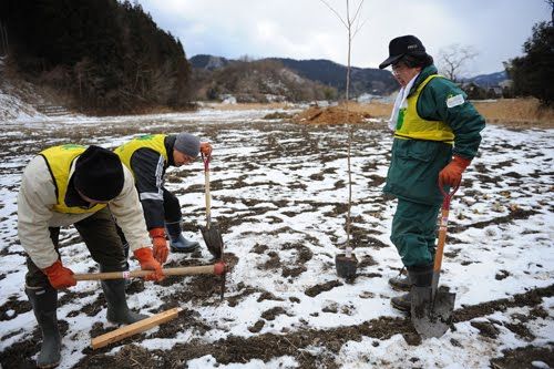JFS/Cherry Tree Planting 'Sakura Line 311' to Mark Tsunami for Future Generations