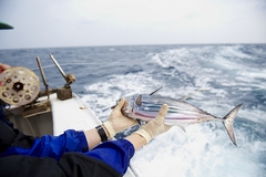 JFS/Skipjack Migration in Pacific Ocean Tracked Using Archival Tags