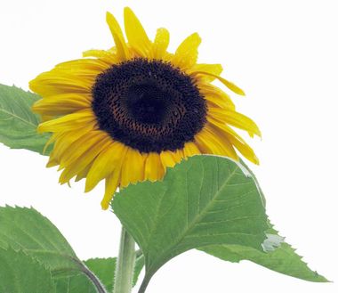 Sunflower_Project.jpg