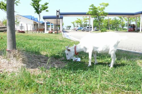 JFS/Weed Control by Goats Gives Comfort to Expressway Travelers