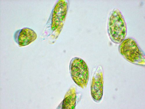 JFS/Euglena