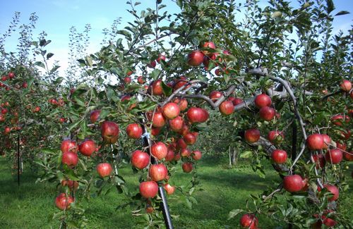 JFS/Making the Impossible Possible -- "Miracle Apples" and Natural Cultivation