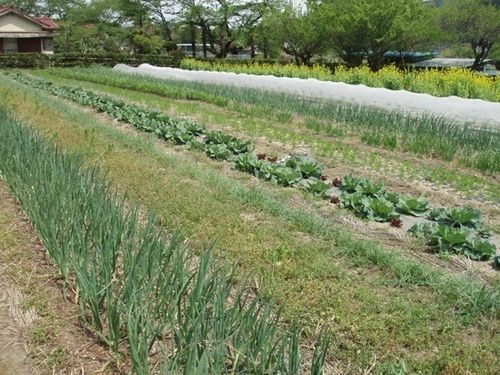 写真：霜里農場