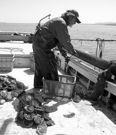 写真：牡蠣、ホタテ漁