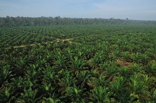 JFS/Japanese Institute Evaluates Carbon Balances of Tropical Forests in Southeast Asia, Deforestation Effects using New Model