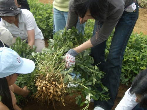 JFS/peanuts harvest