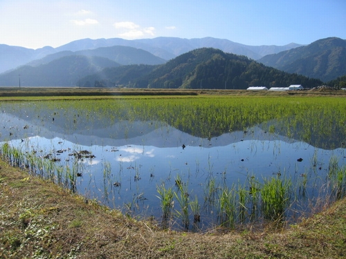 storing_water_in_paddy_fields.jpg